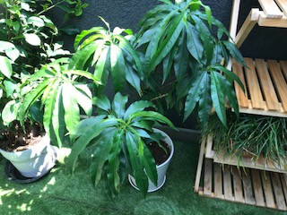 わぁ! 春風亭昇太